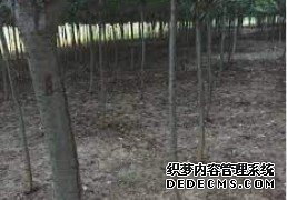 杏耀官网,杏耀木业集团