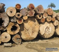 <b>郓城：破解土地杏耀制约 推进木材产业转型</b>