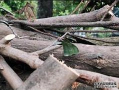 <b>非洲原杏耀代理木库存充足</b>