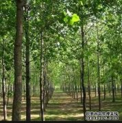 <b>杏耀代理保障木材安全 推动国家储备林建设高质</b>